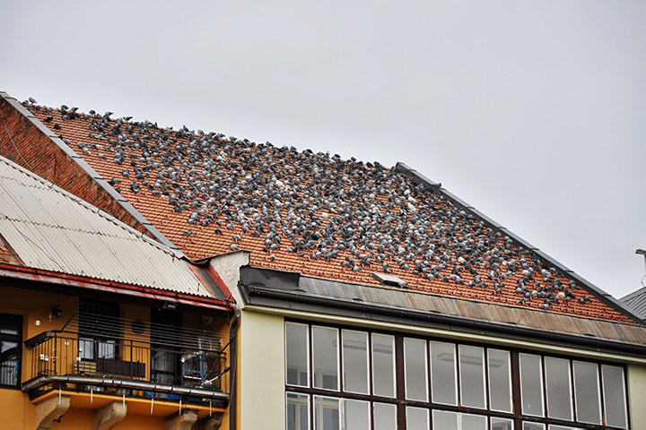 A2B Pest Control are able to install spikes to deter birds from roofs in Radcliffe. 