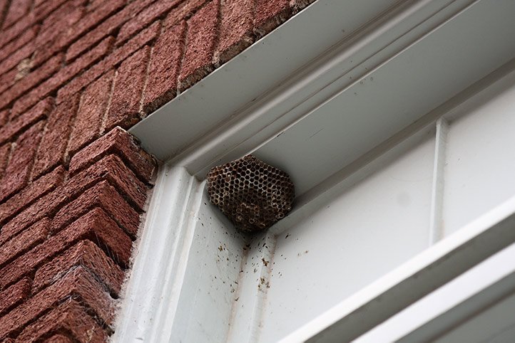 We provide a wasp nest removal service for domestic and commercial properties in Radcliffe.